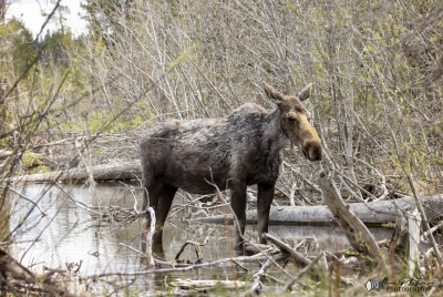 Young Female Moose May 2025
